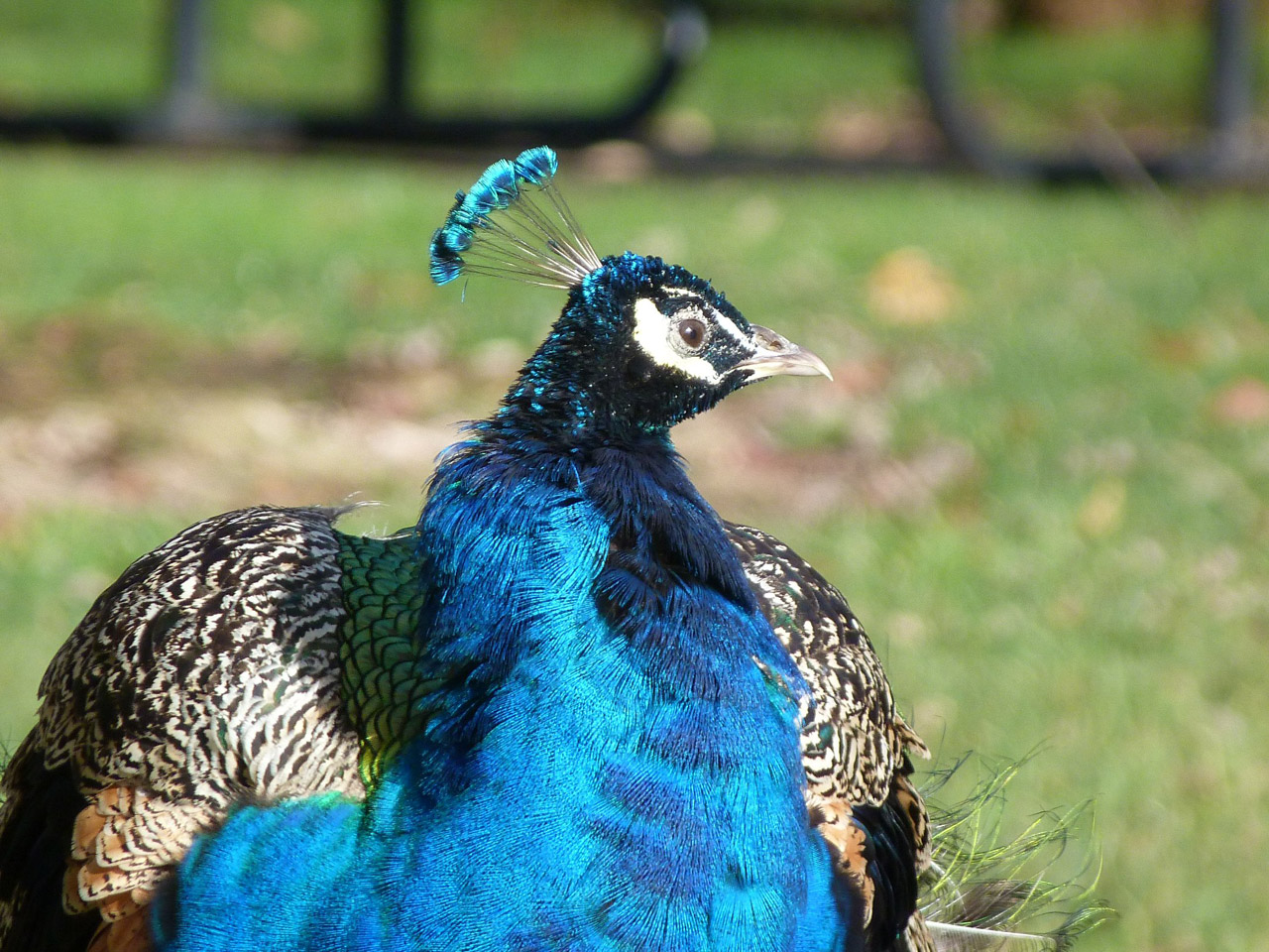 peacock peacock b free pictures free photo