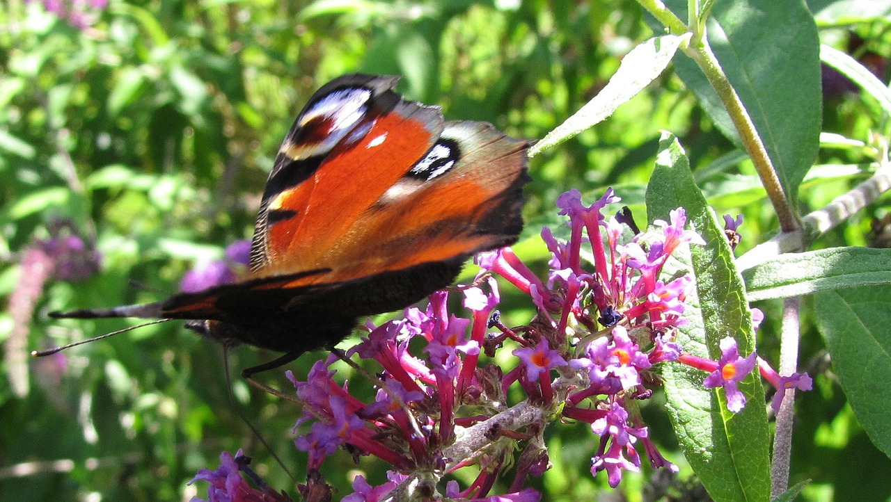 peacock butterfly peacock butterfly free photo