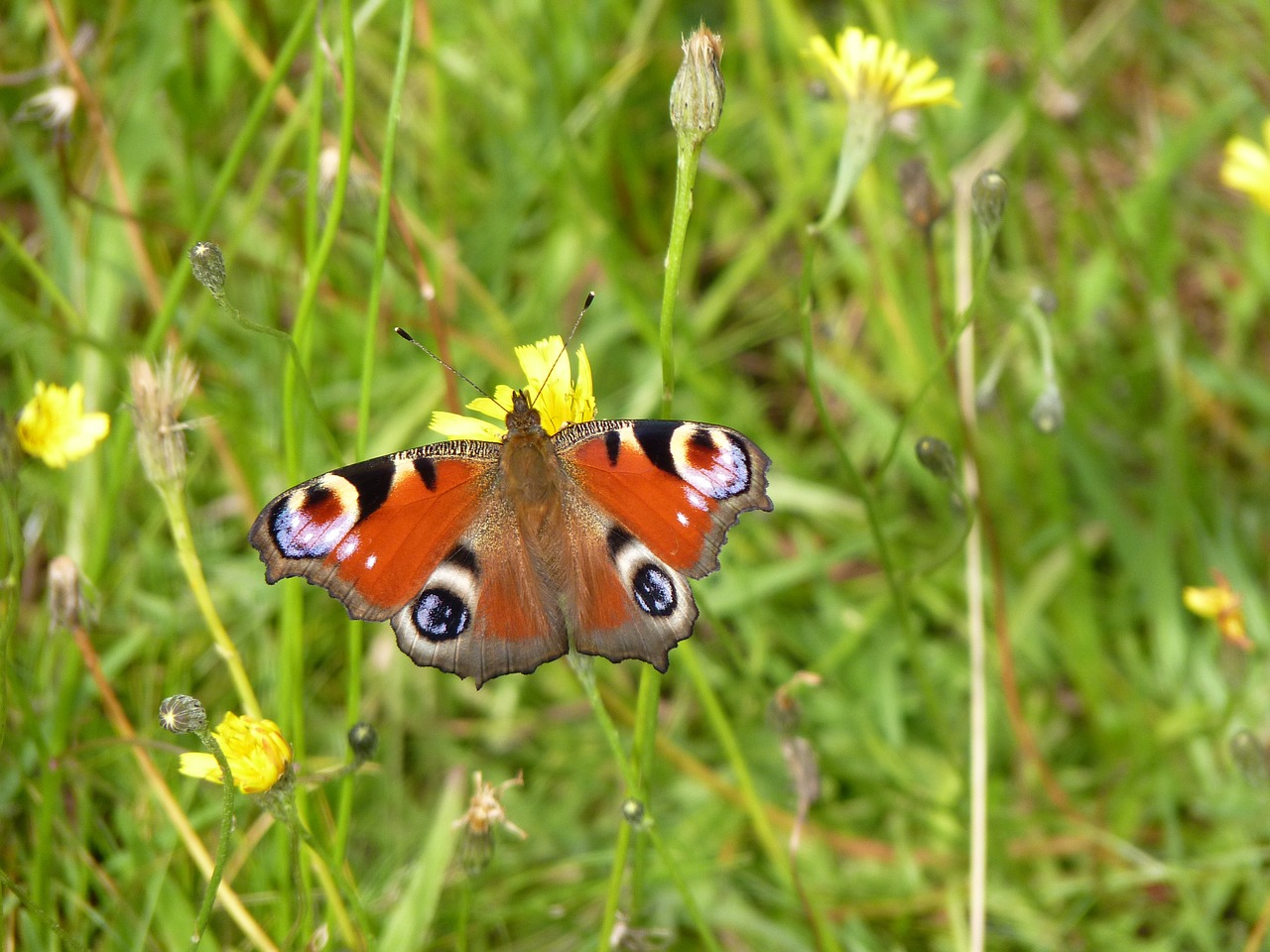 peacock butterfly summer meadow free photo