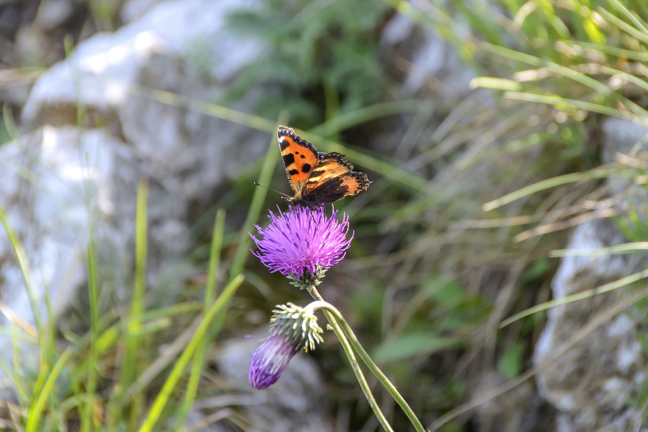 peacock butterfly blue thistle mountains free photo