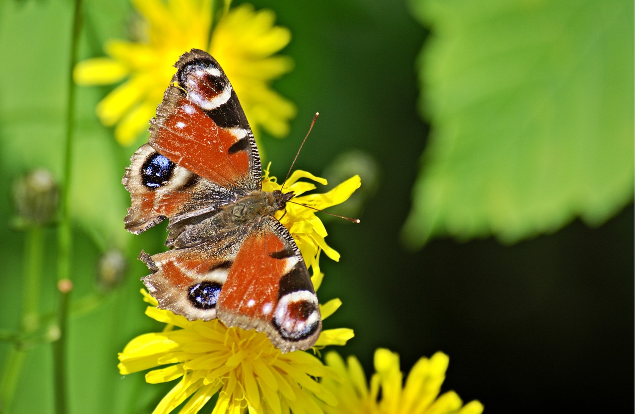 peacock butterfly butterfly insect free photo