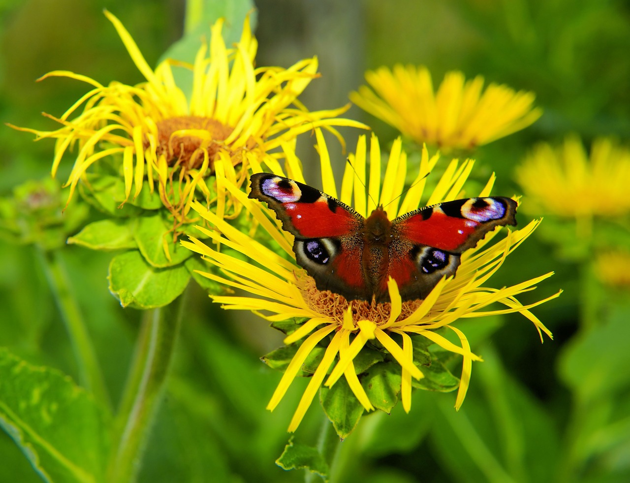 peacock butterfly edelfalter butterfly free photo