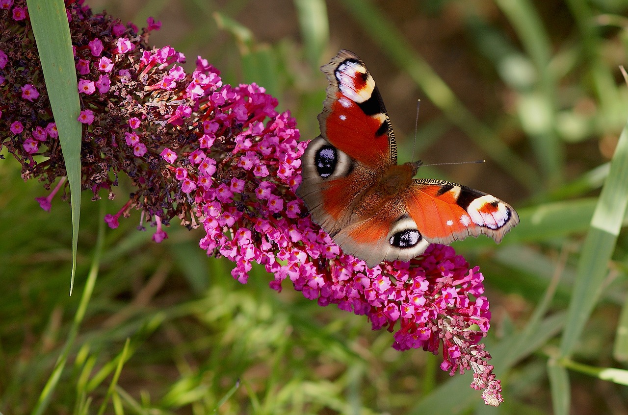 peacock butterfly butterfly insect free photo