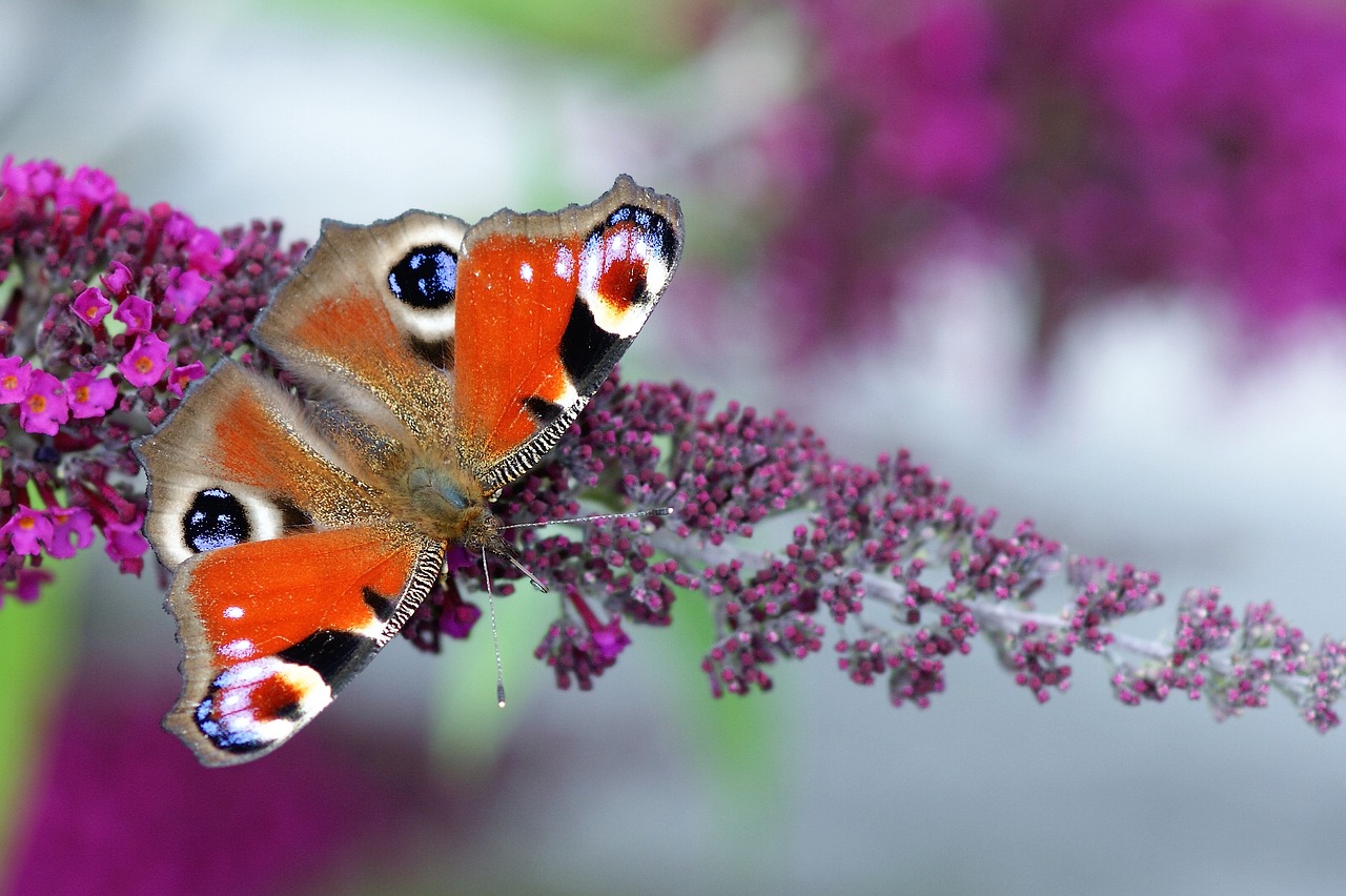 peacock butterfly butterfly insect free photo