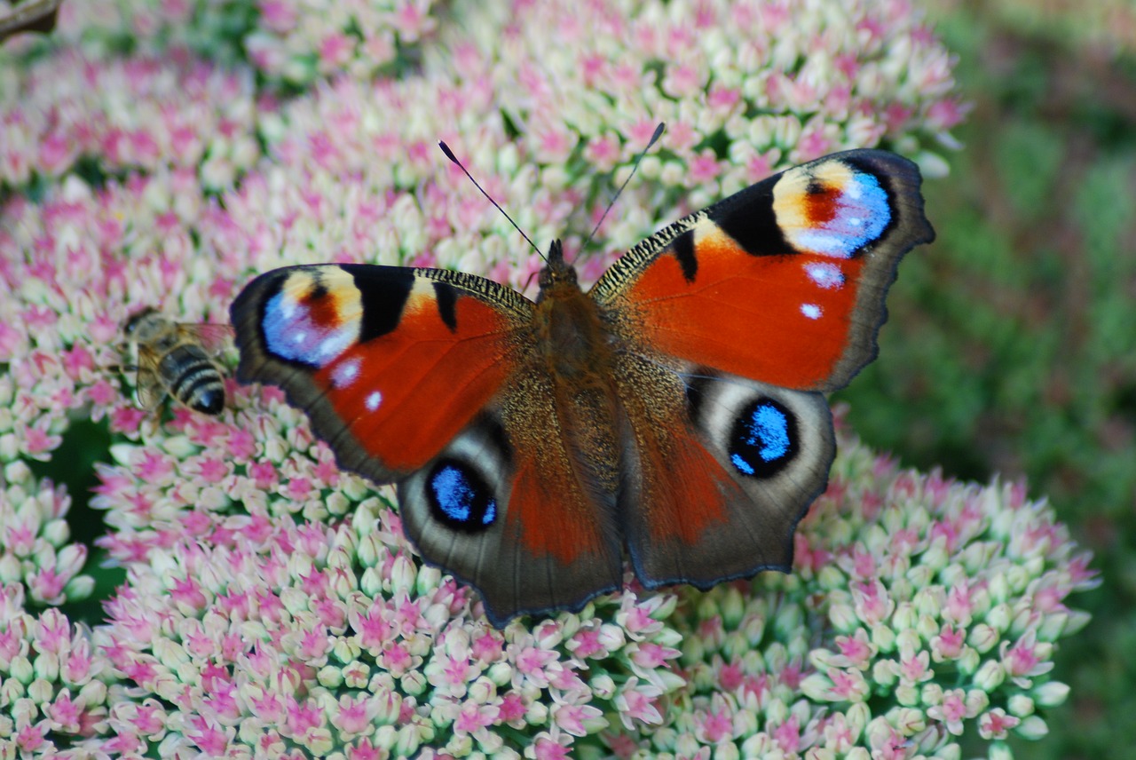 peacock butterfly butterfly close free photo