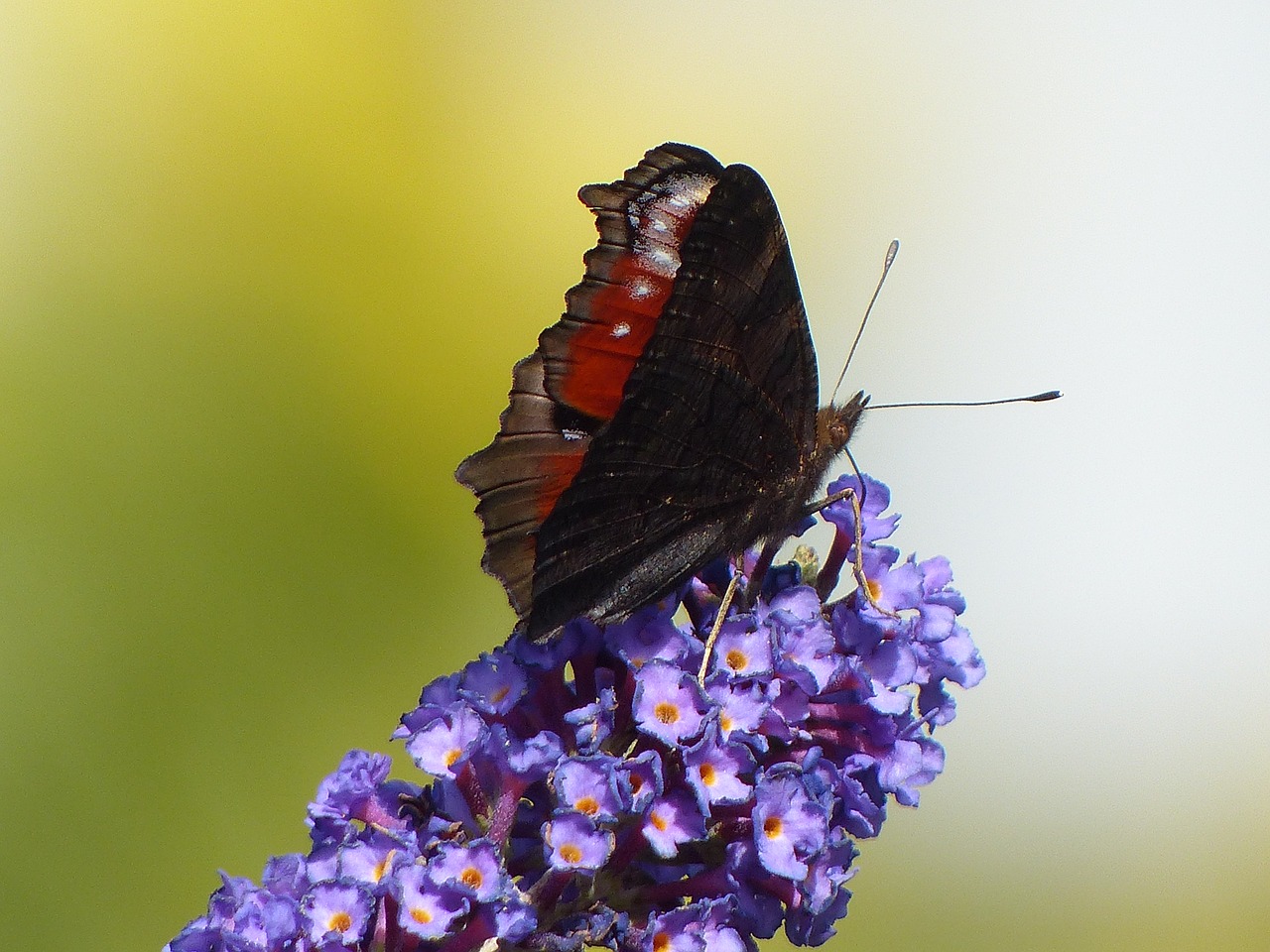 peacock butterfly butterfly summer lilac free photo