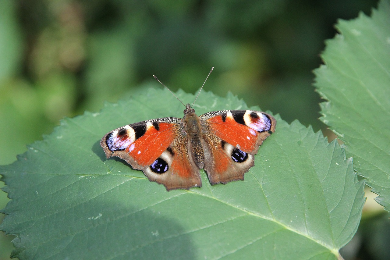 peacock butterfly butterfly leaves free photo