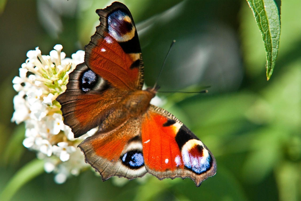 peacock butterfly peacock moth nature free photo