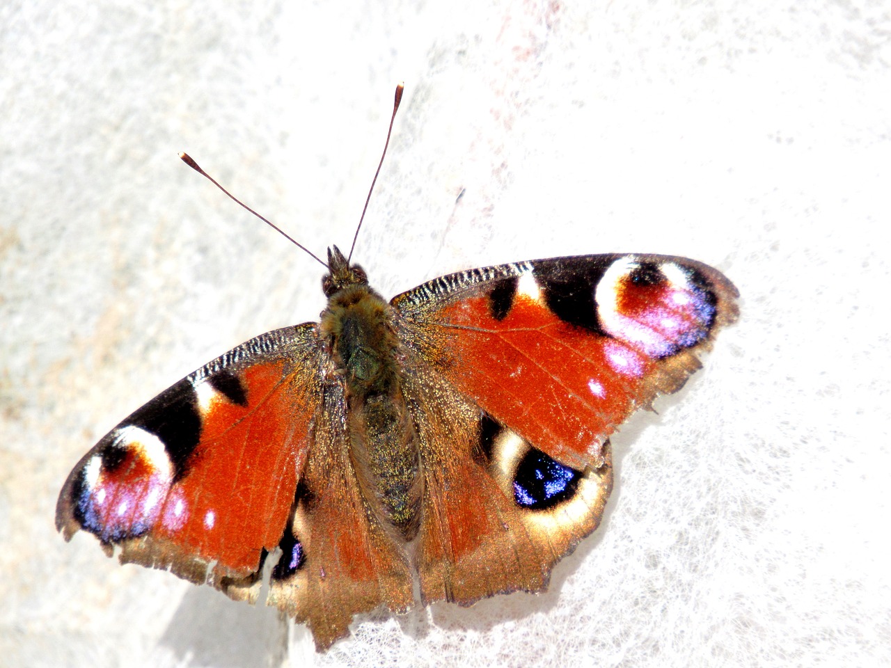 peacock butterfly butterfly peacock free photo