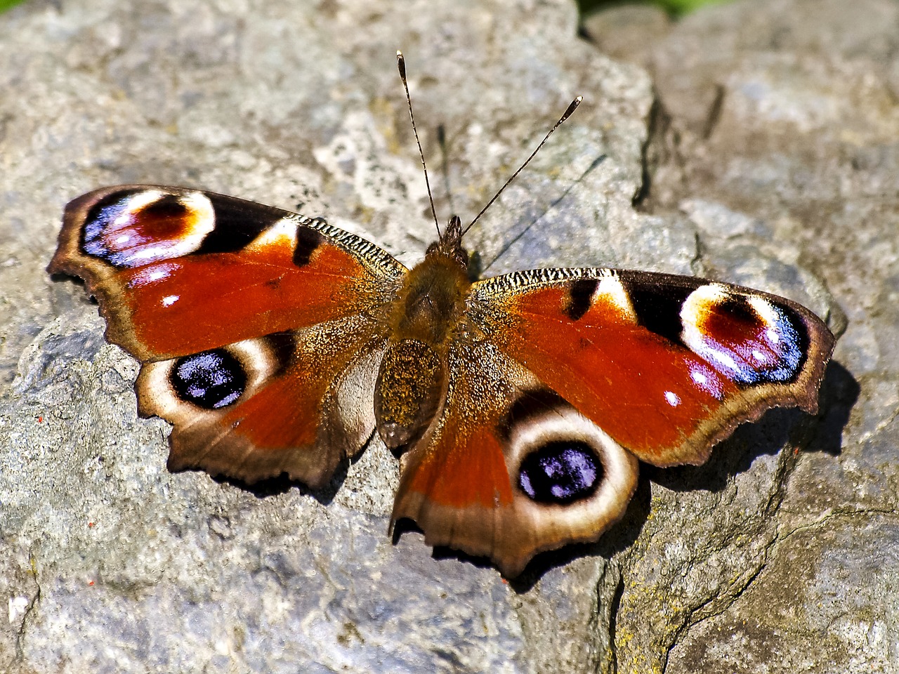 peacock butterfly peacock butterfly free photo