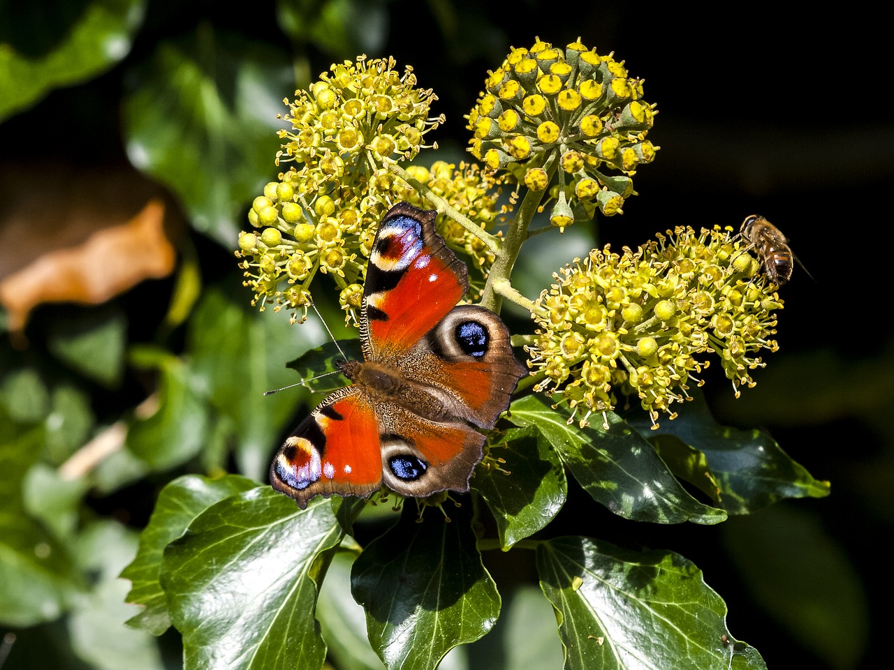 peacock butterfly peacock butterfly free photo