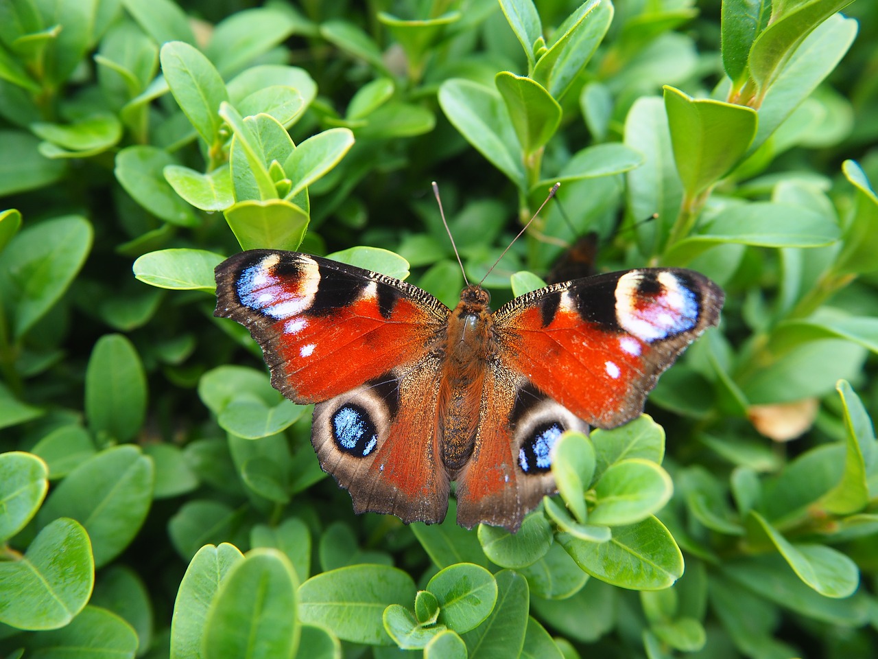 peacock butterfly butterfly nature free photo