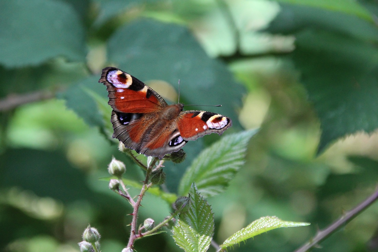 peacock butterfly butterfly insect free photo