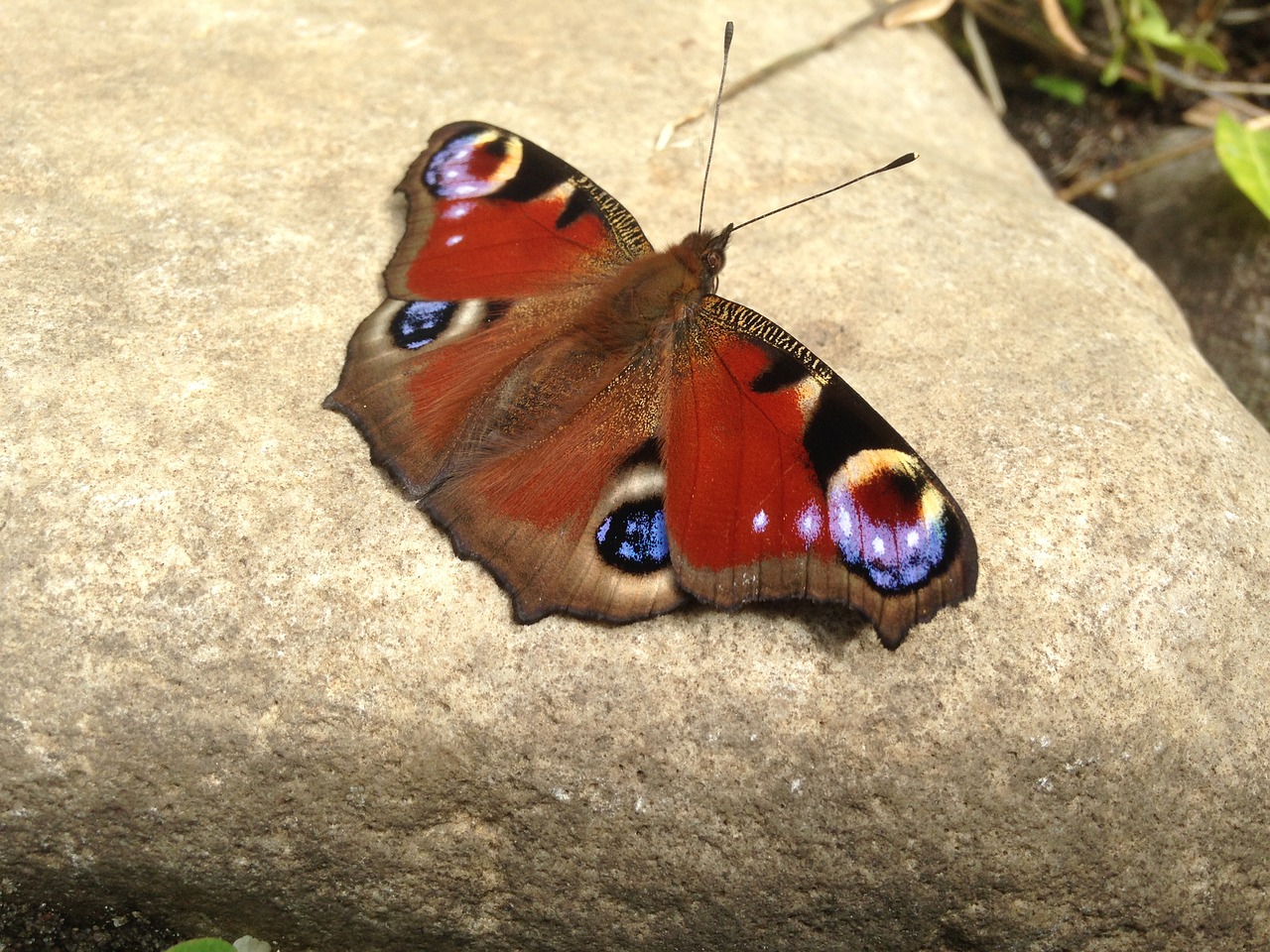 peacock butterfly butterfly butterflies free photo