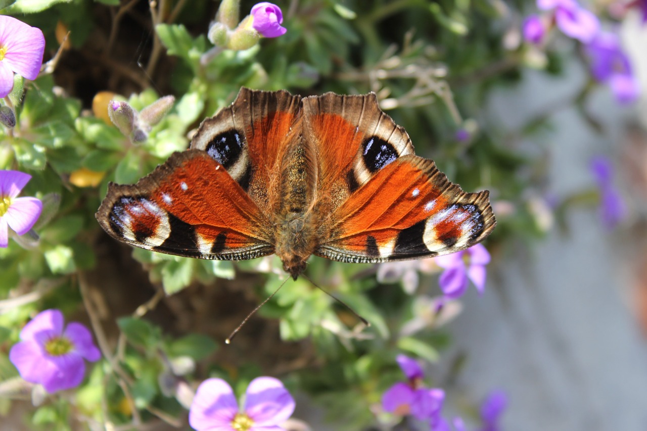 peacock butterfly butterfly spread free photo