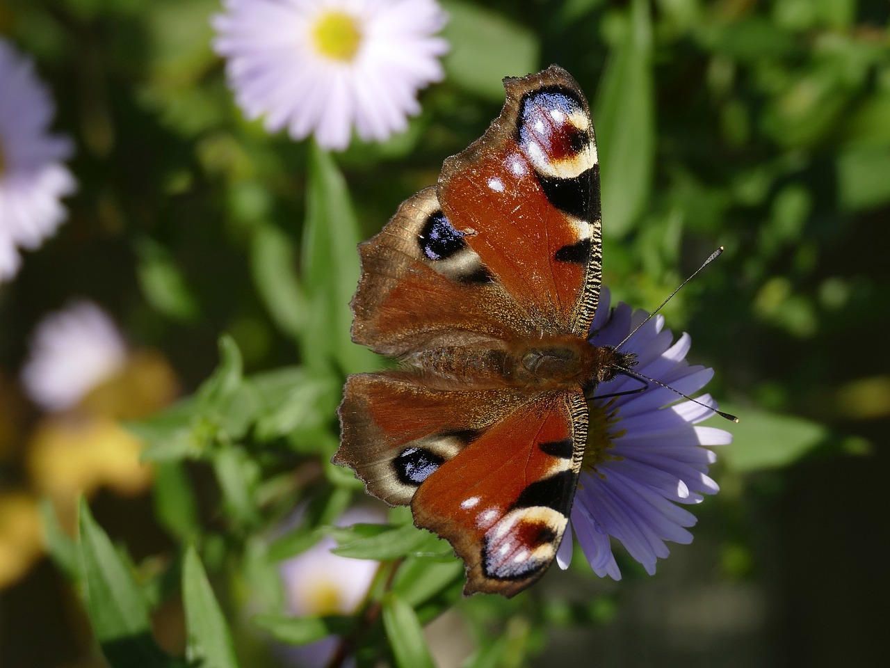 peacock butterfly butterfly insect free photo