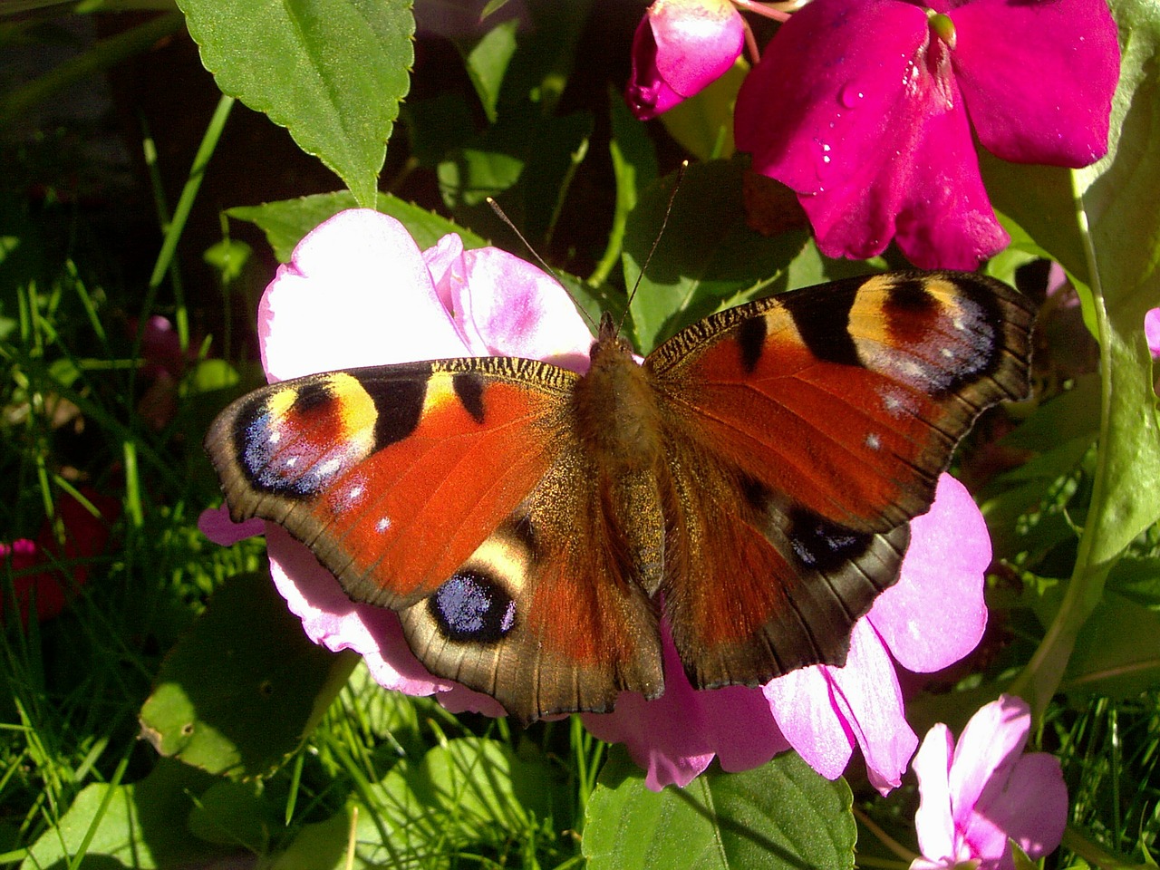 peacock butterfly butterfly insect free photo