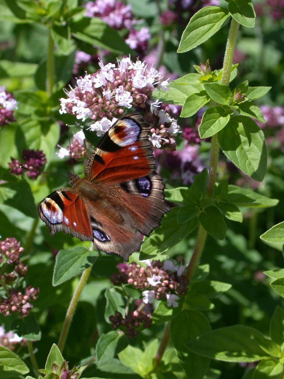 peacock butterfly butterflies butterfly free photo