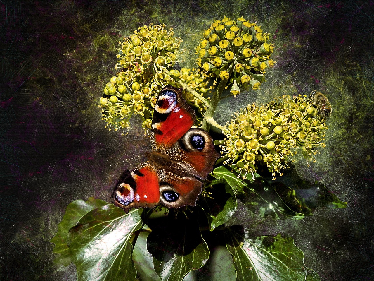 peacock butterfly peacock butterfly free photo