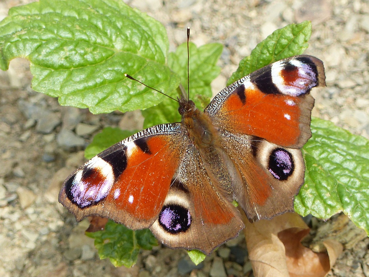 peacock butterfly butterfly insect free photo