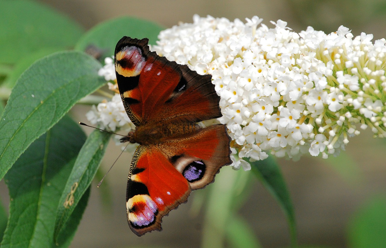 peacock butterfly wings open free photo