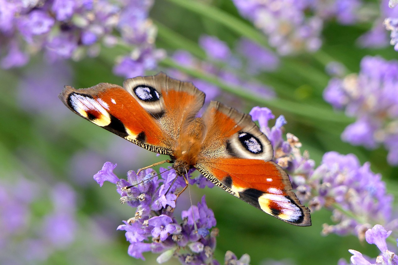 peacock butterfly  butterfly  close up free photo