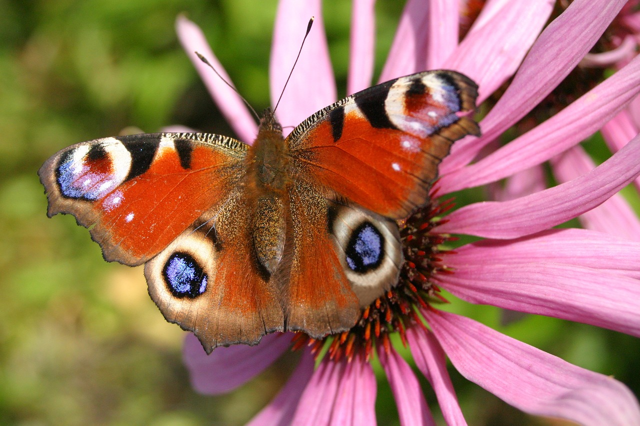 peacock butterfly  sun hat  flower free photo