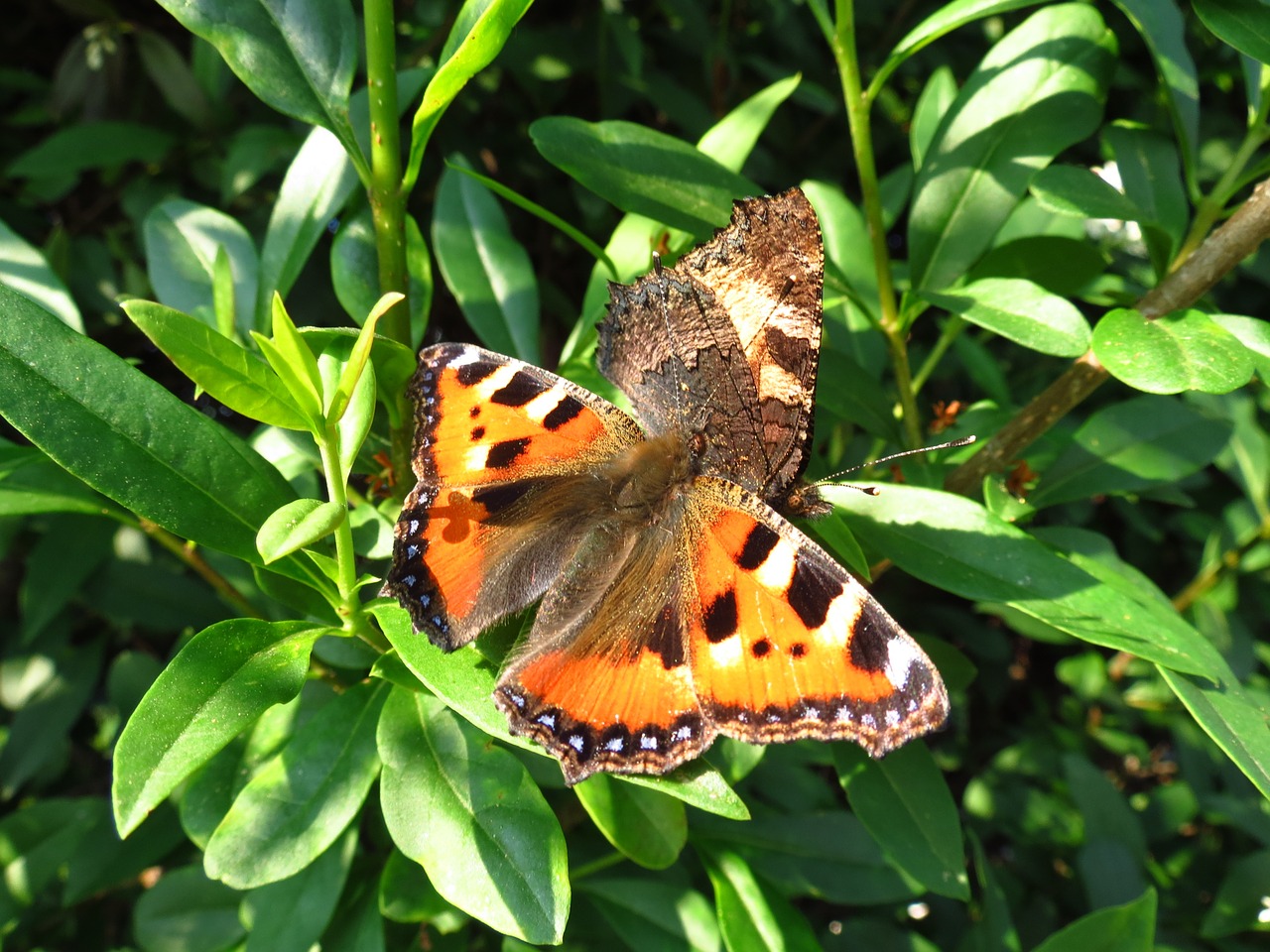 peacock butterfly butterfly animal free photo