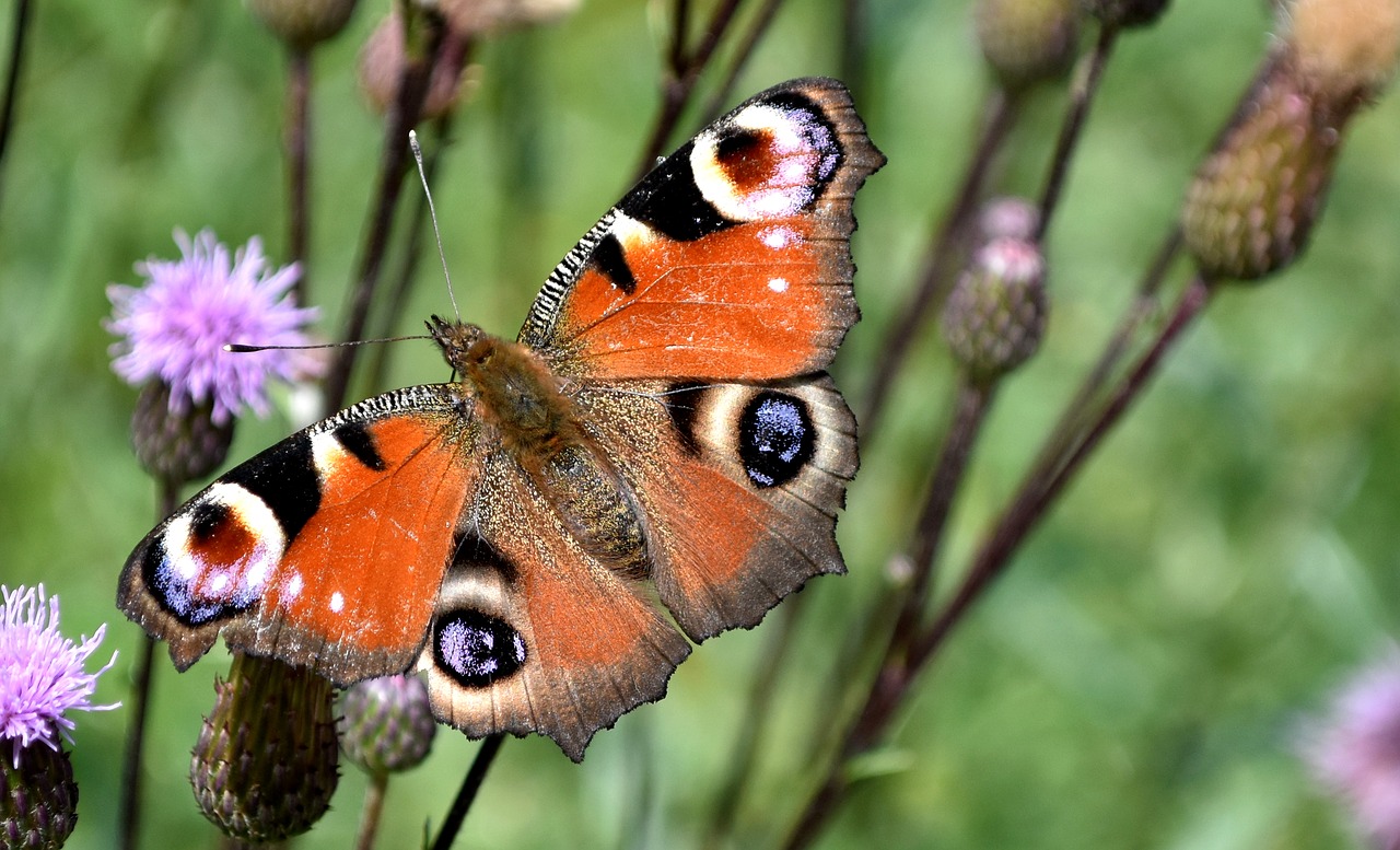 peacock butterfly  butterfly  insect free photo