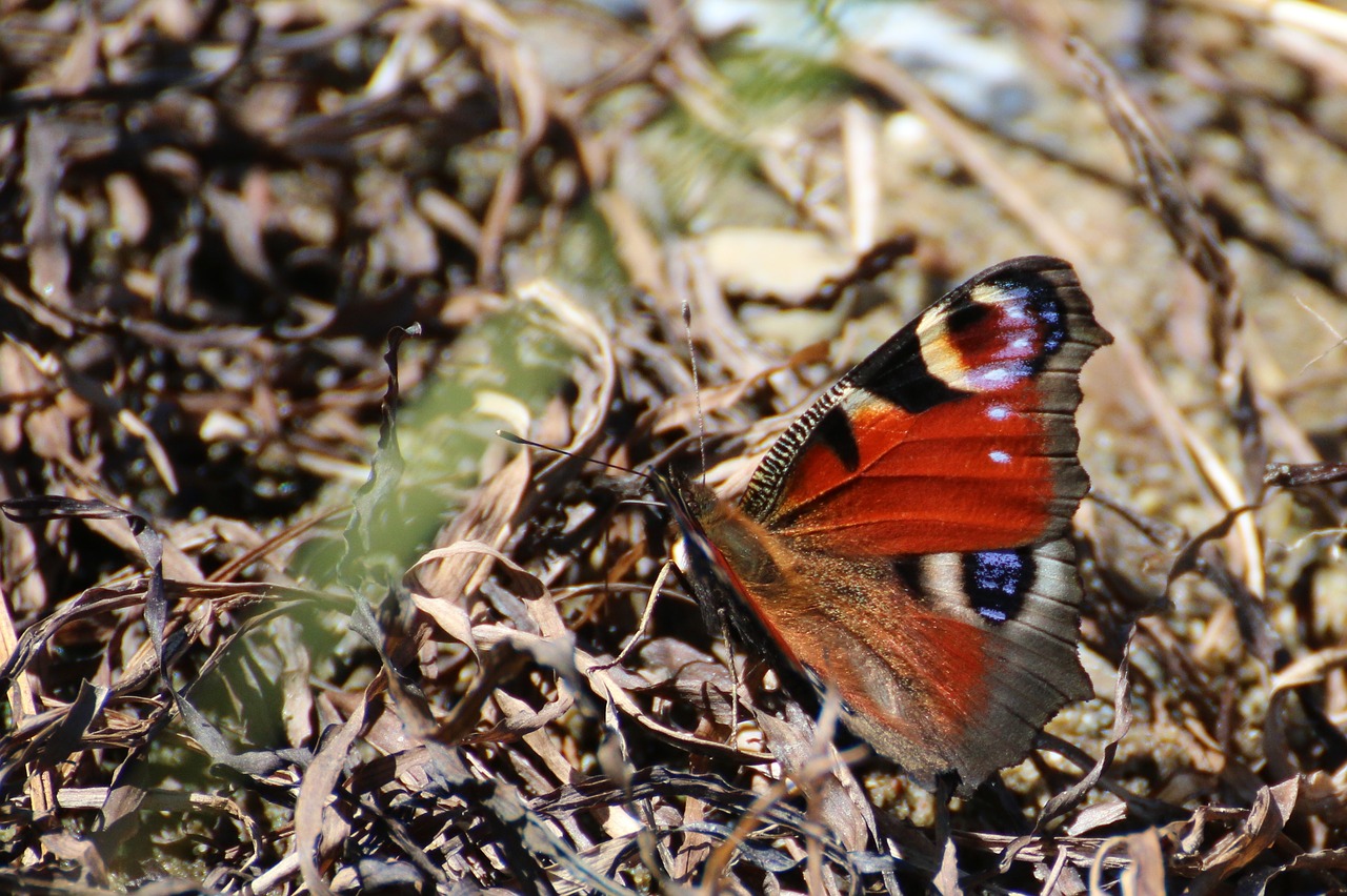 peacock butterfly  butterfly  insect free photo