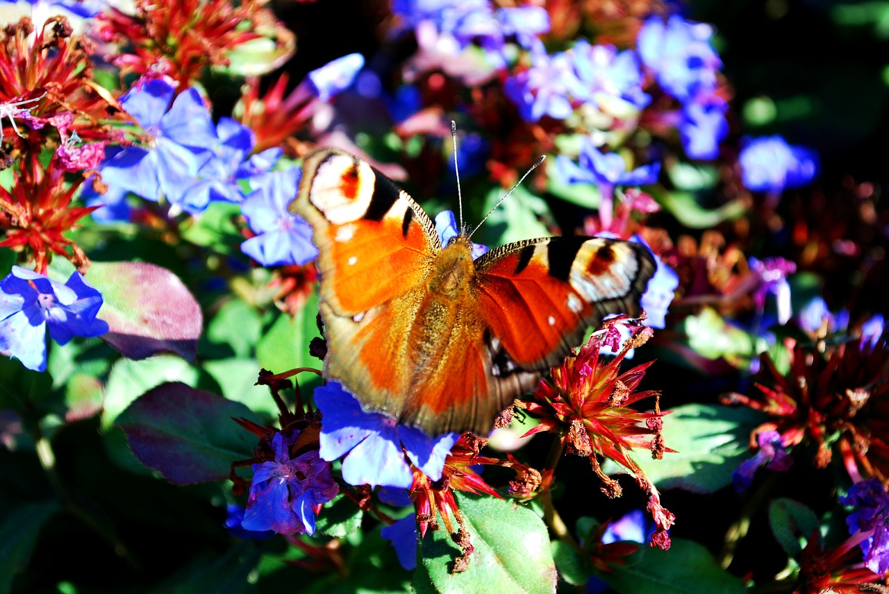 peacock butterfly  flowers visit  nektarsuche free photo