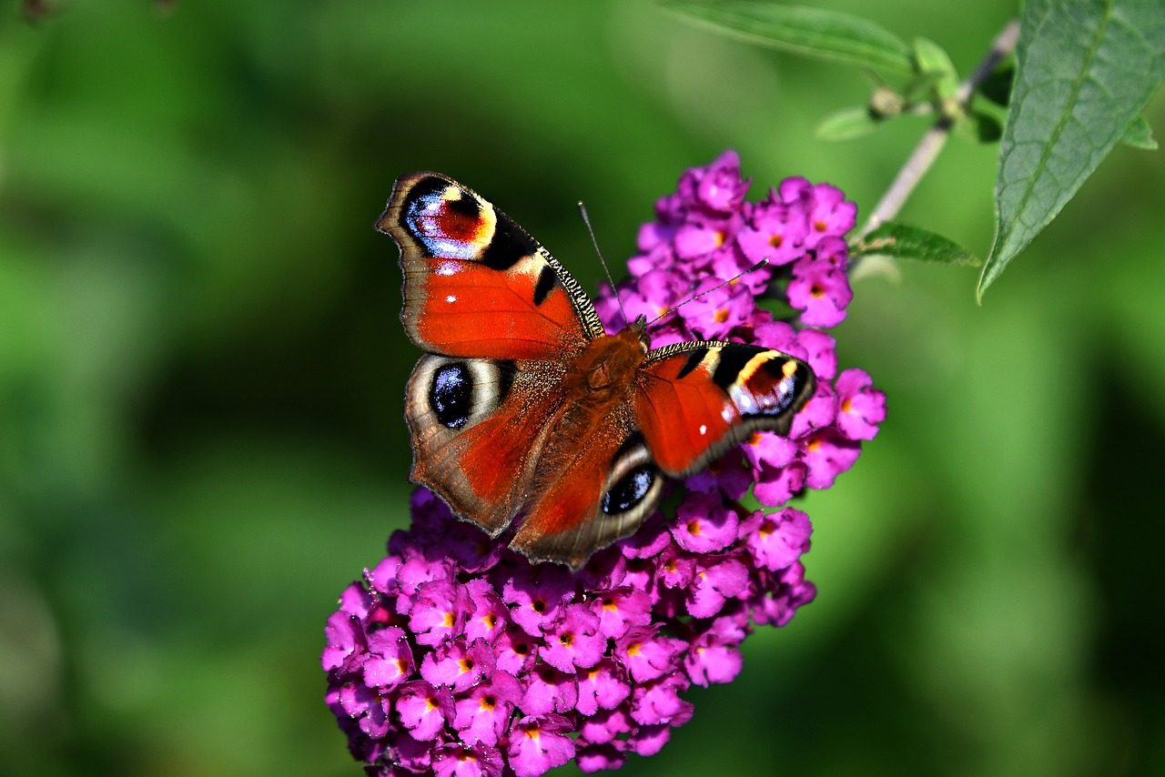 peacock butterfly  insect  animal free photo