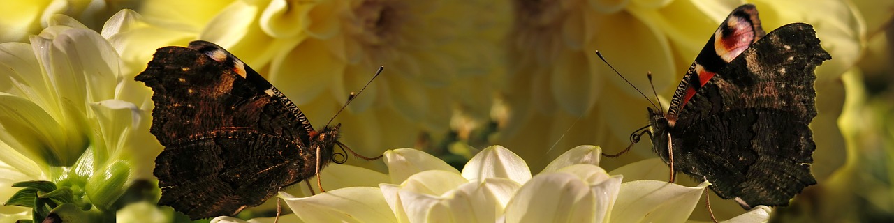 peacock butterfly  butterfly  banner free photo