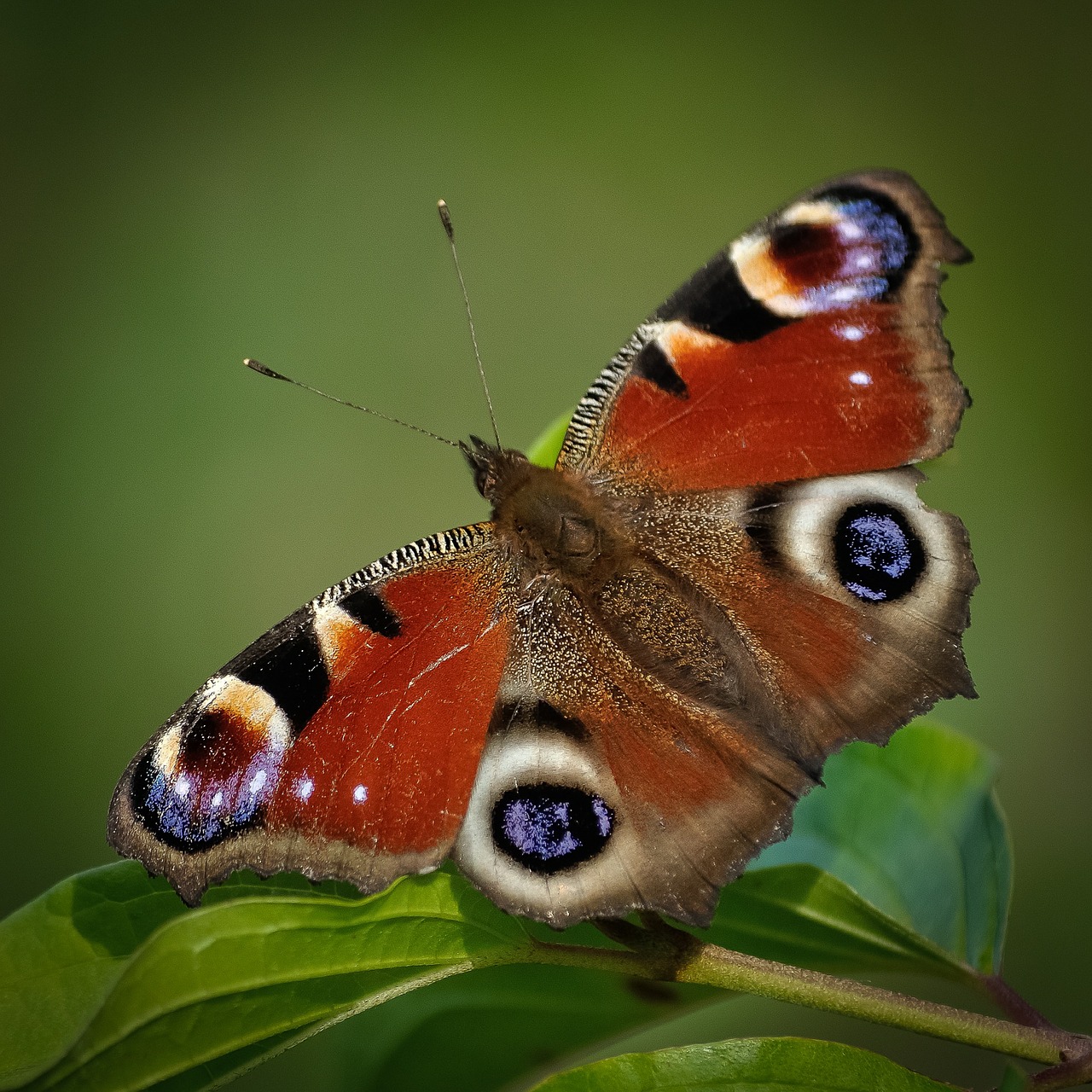 peacock butterfly butterfly insect free photo