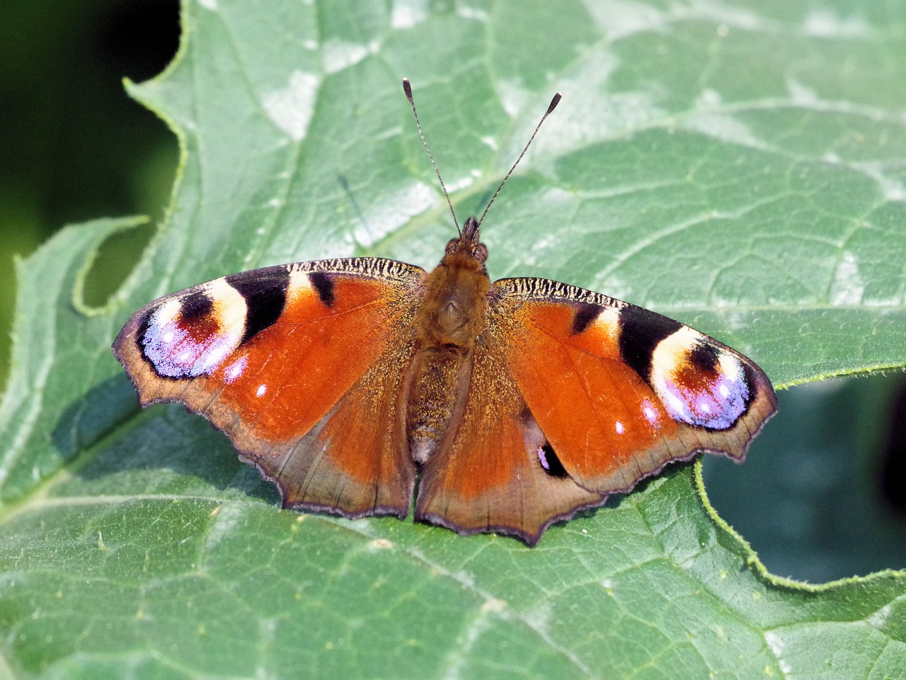 peacock butterfly  butterfly  insect free photo