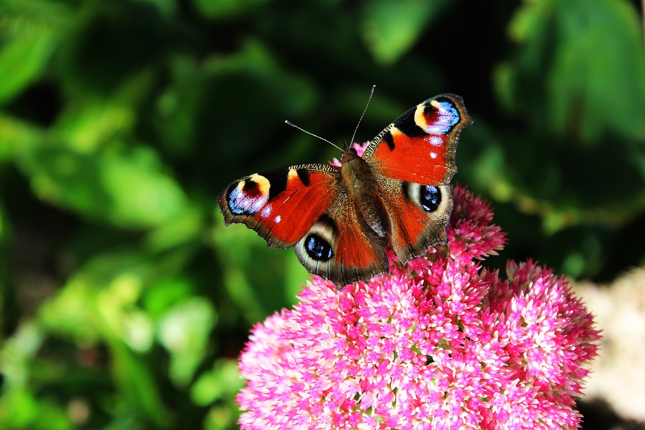 peacock butterfly butterfly insect free photo