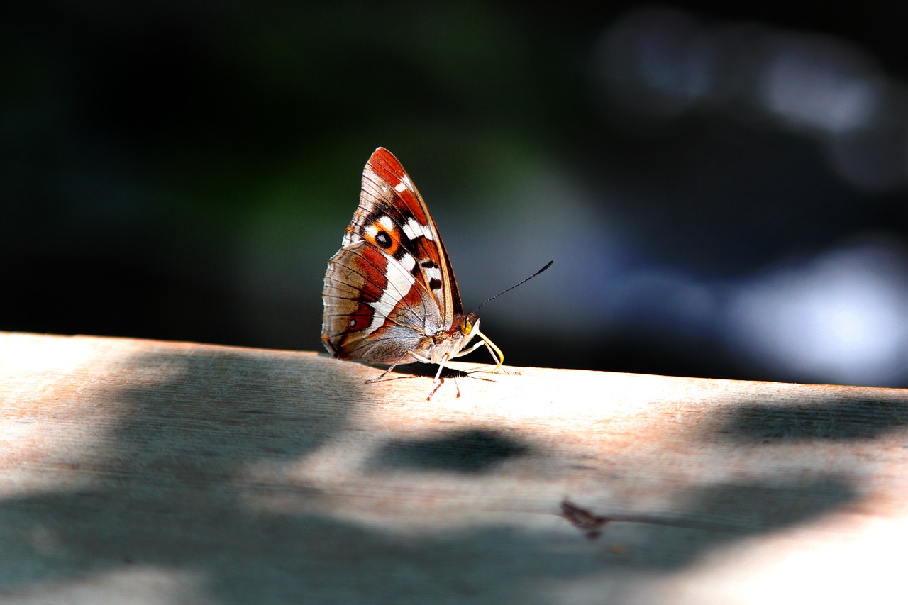 peacock butterfly butterfly wood free photo