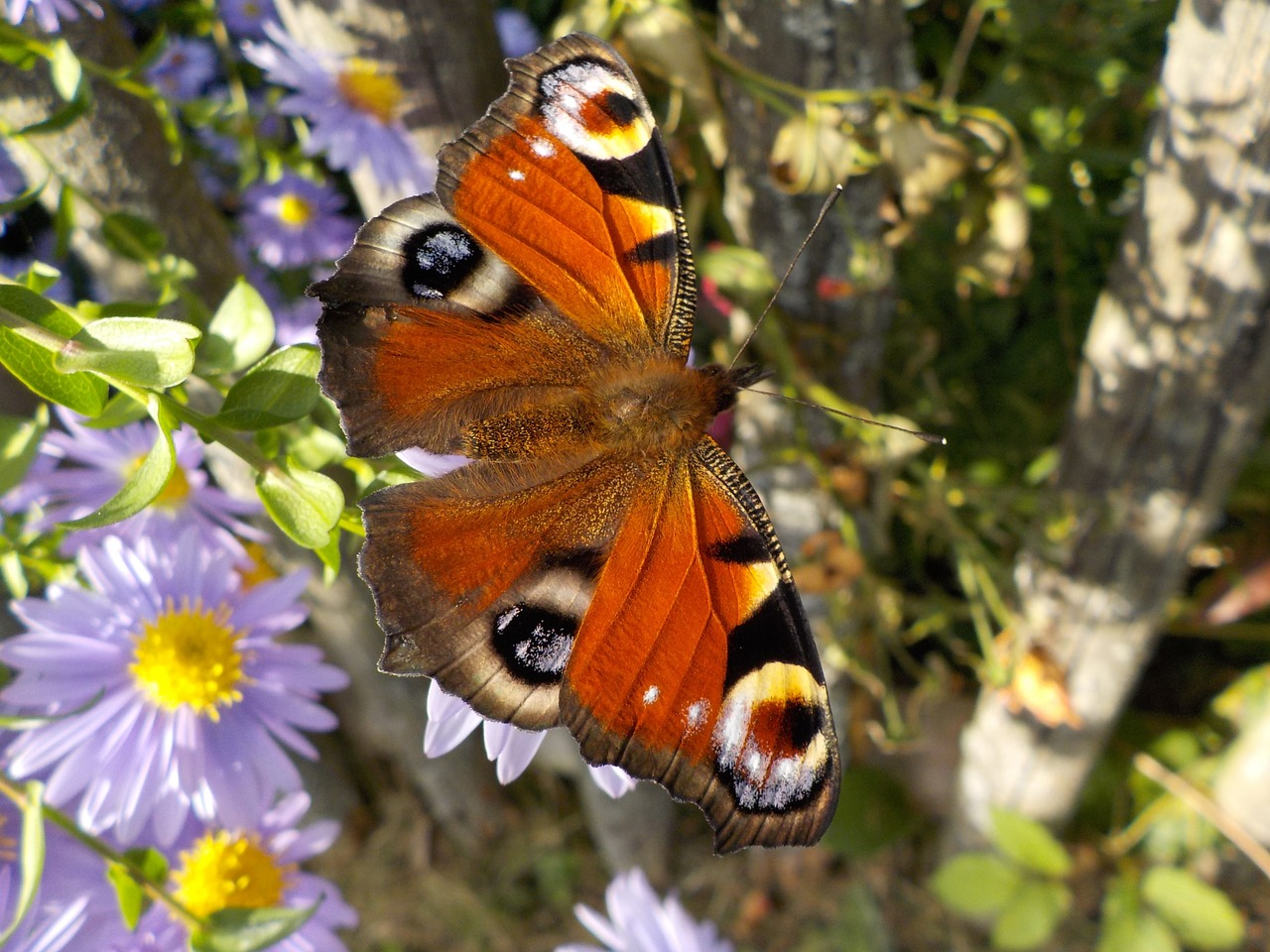 peacock butterfly butterfly insect free photo
