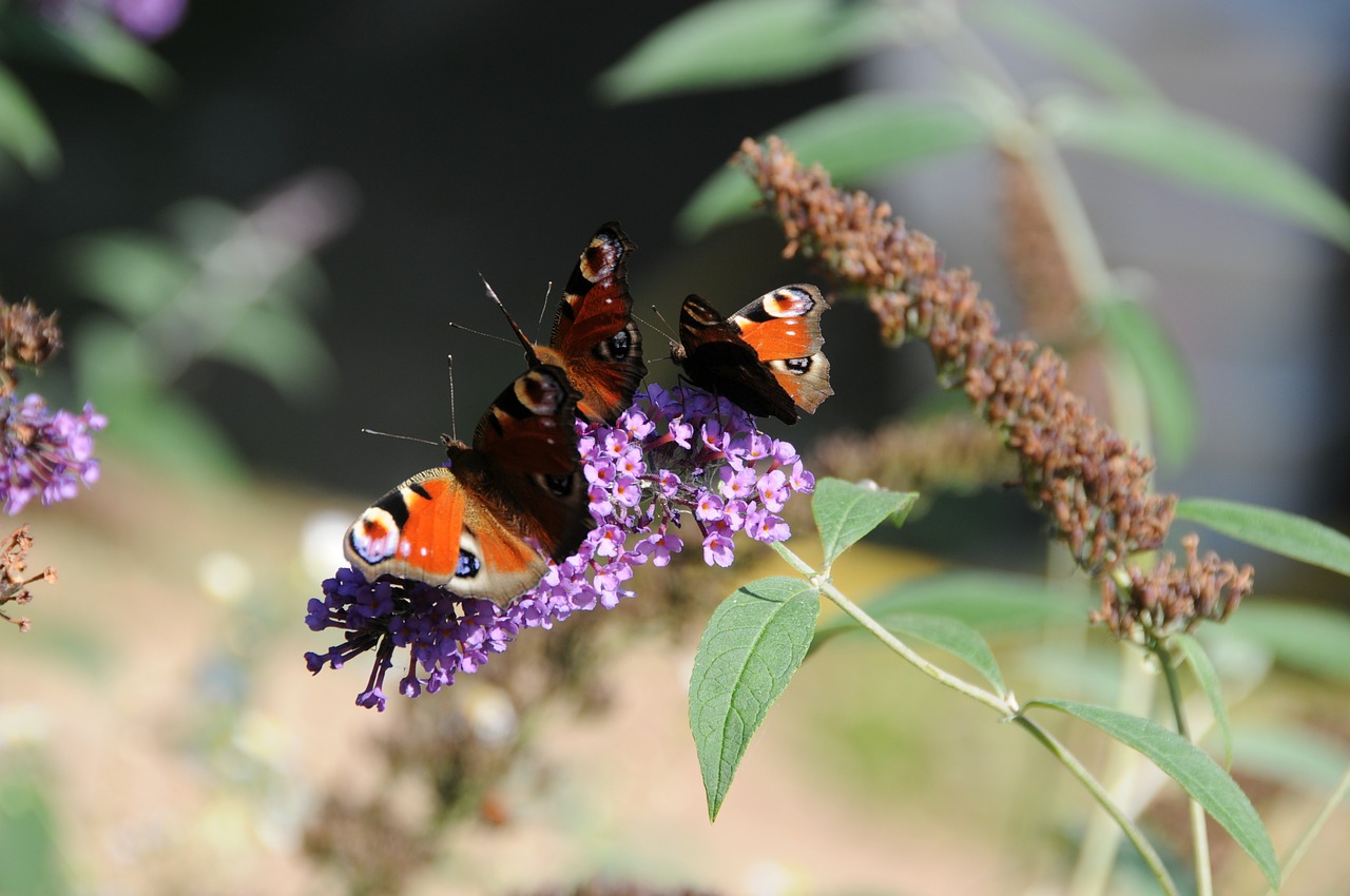 peacock butterfly butterfly summer lilac free photo