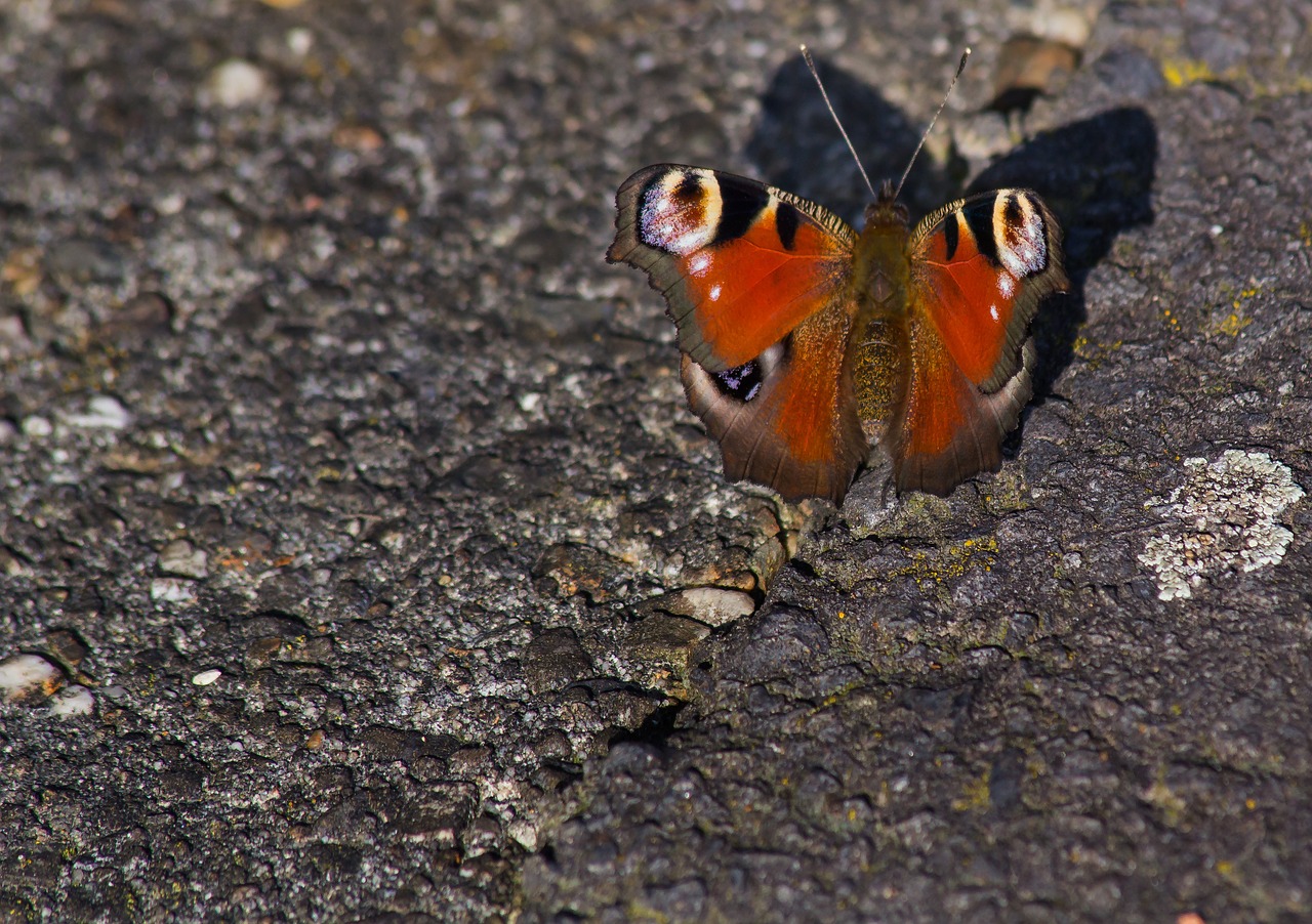 peacock butterfly butterfly close free photo