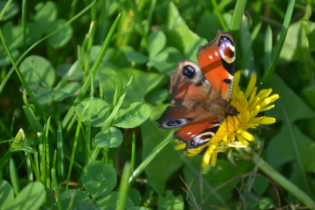 peacock butterfly butterfly flower free photo