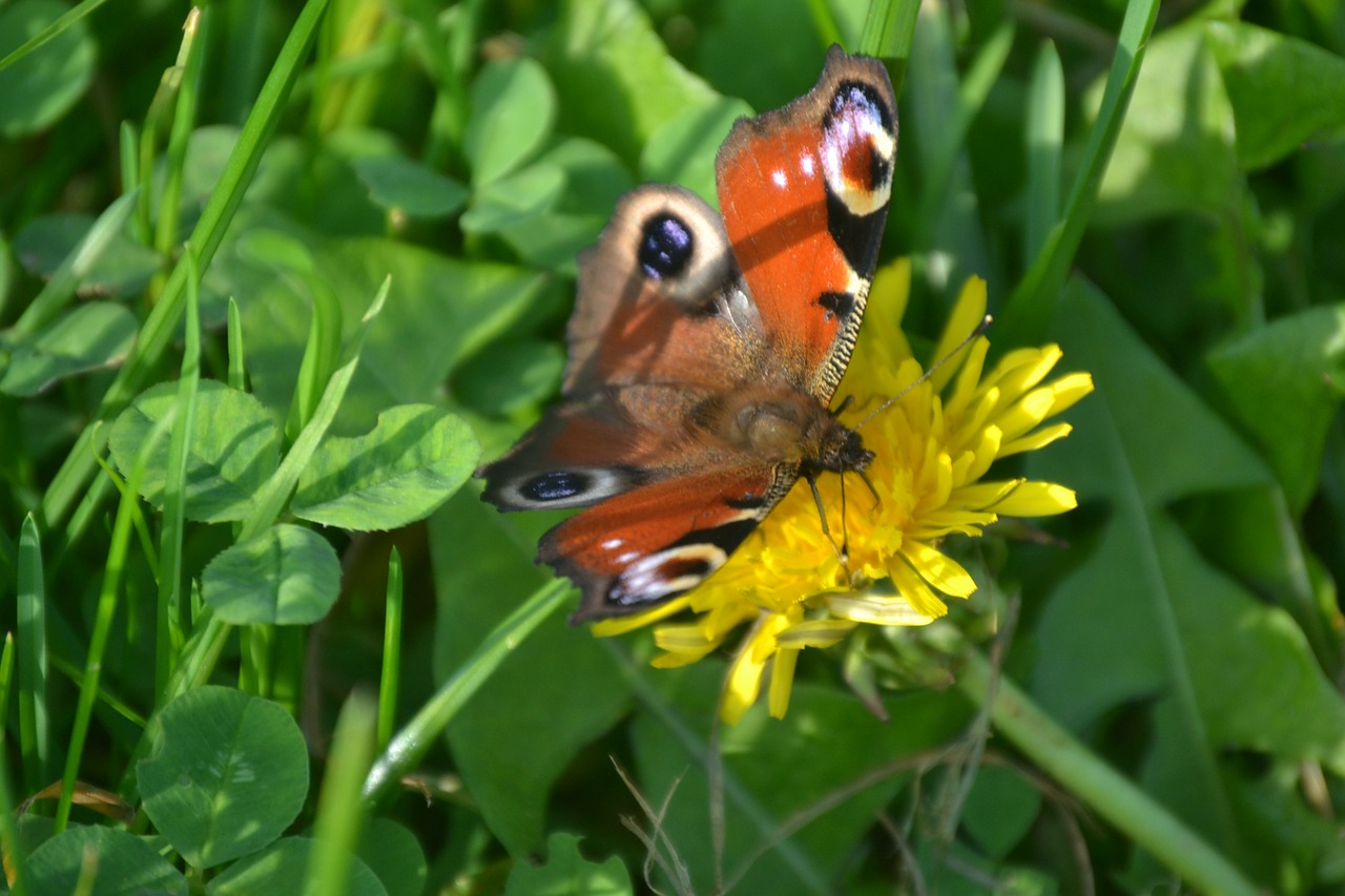 peacock butterfly butterfly flower free photo