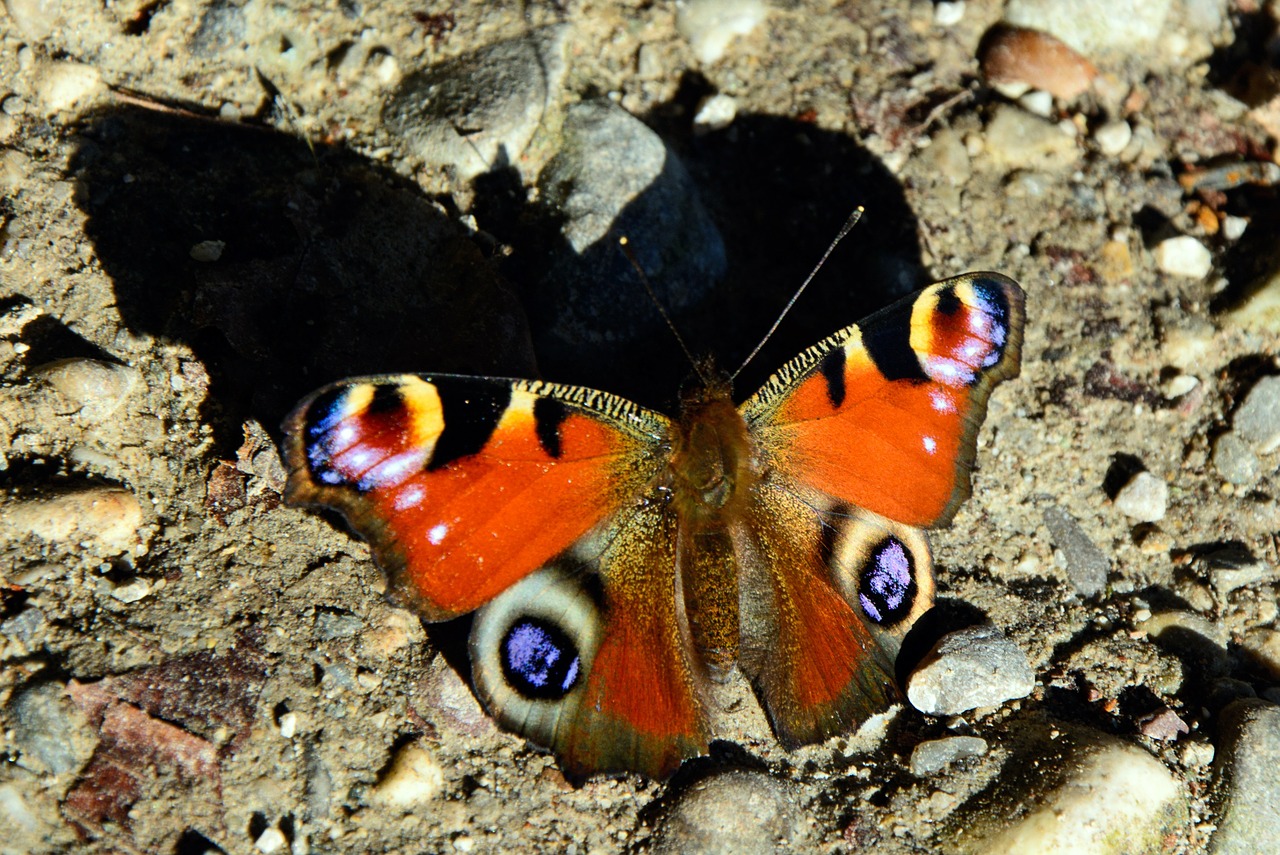 peacock butterfly butterfly shadow free photo