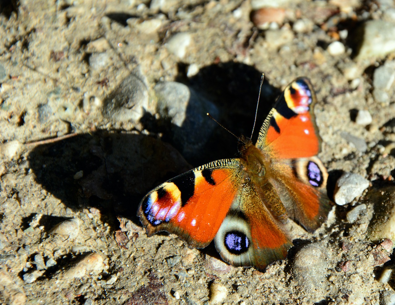 peacock butterfly butterfly shadow free photo