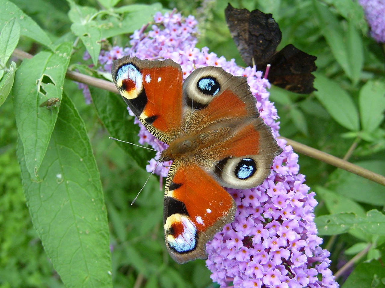 peacock butterfly butterfly wing free photo