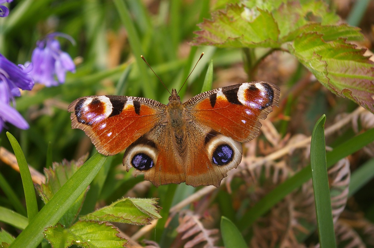 peacock butterfly macro nature free photo