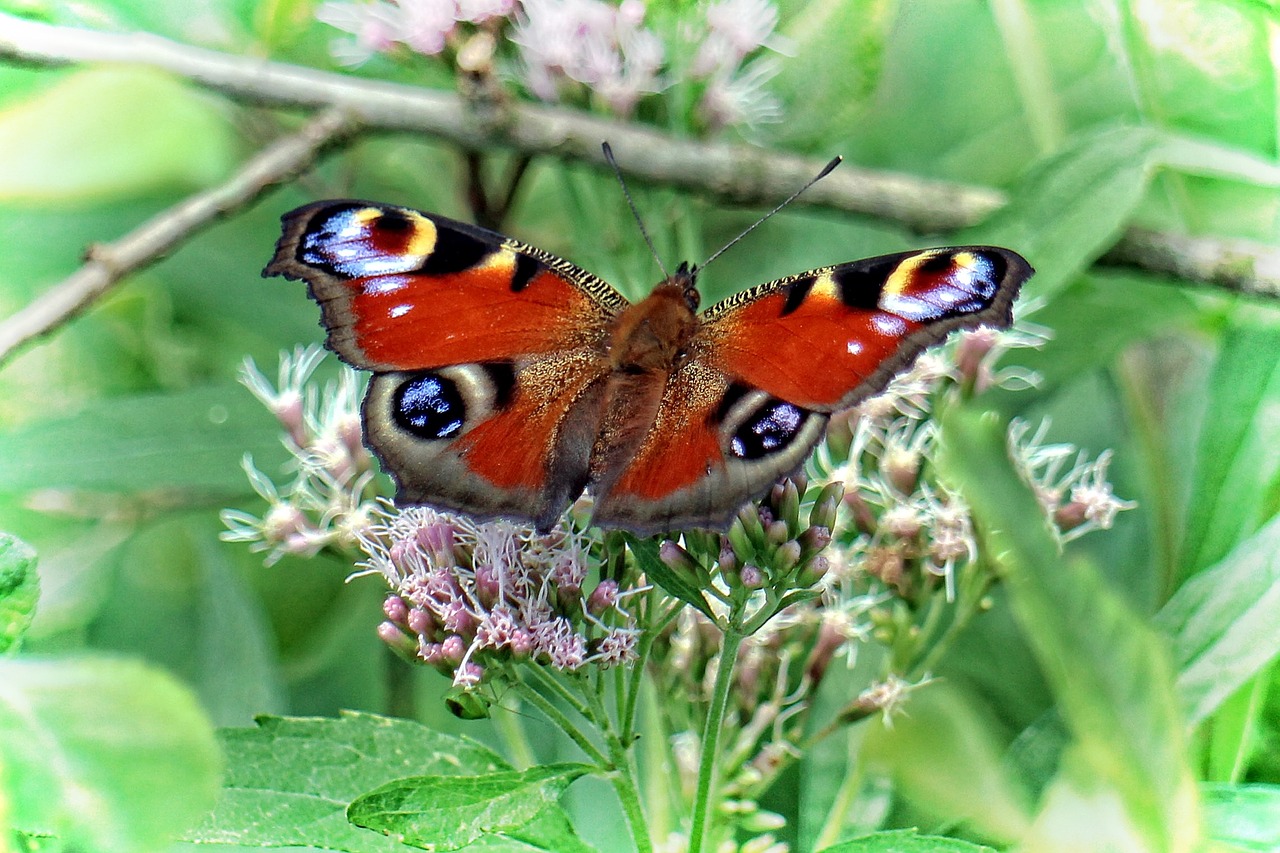 peacock butterfly edelfalter butterflies free photo