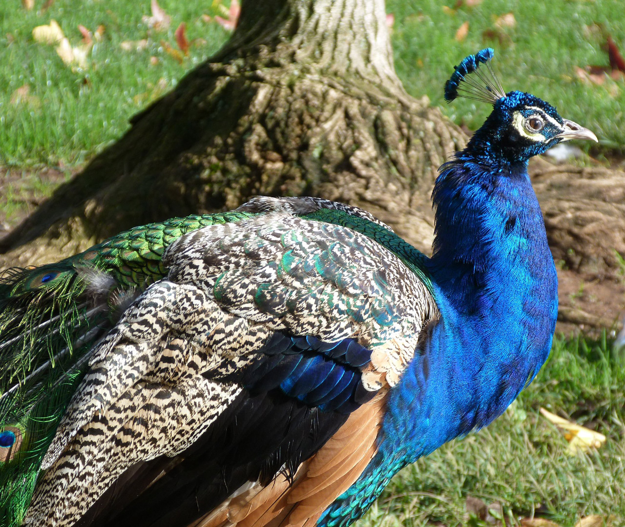 peacock peacock c free pictures free photo