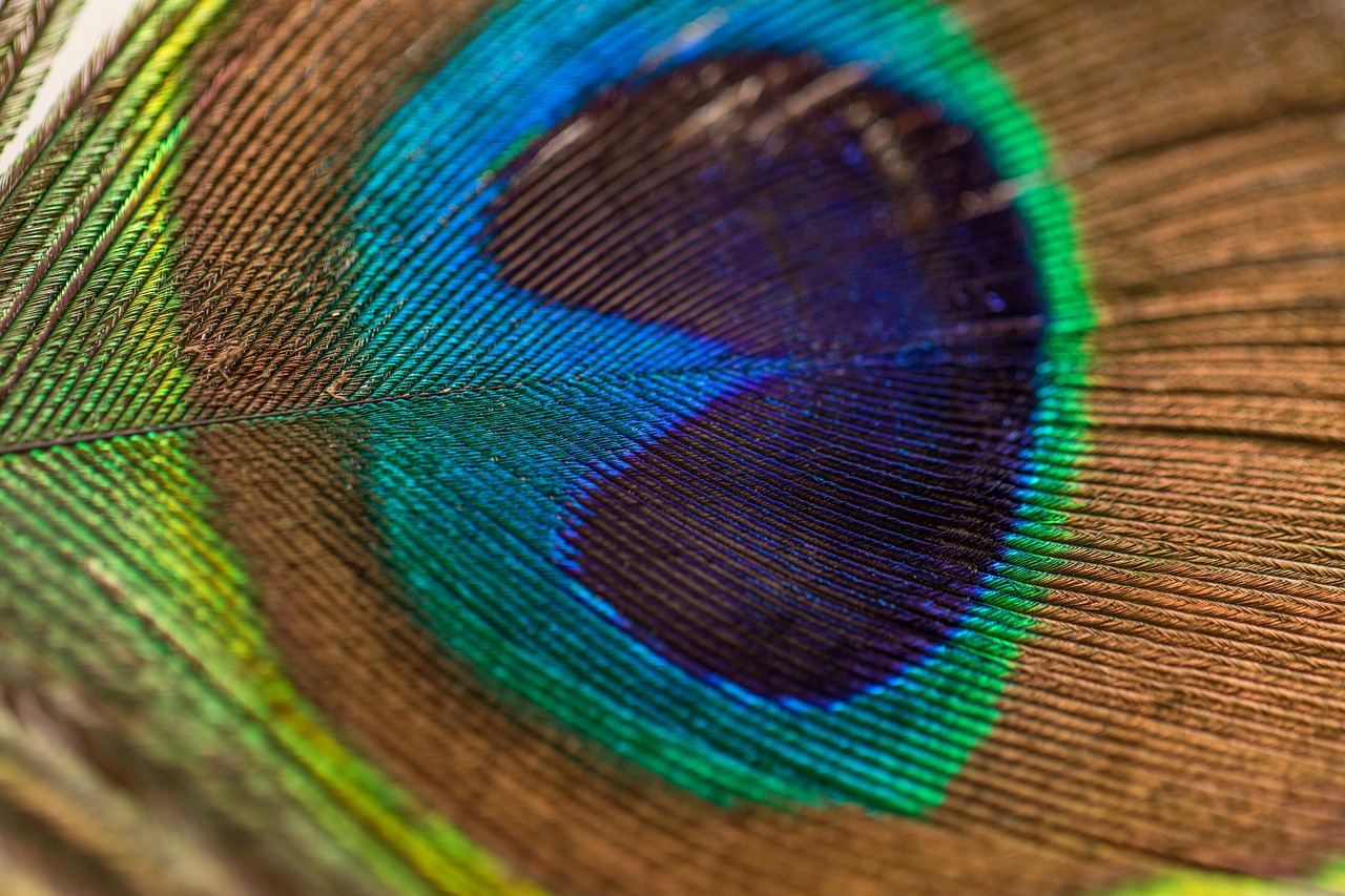 peacock feather feather peacock free photo