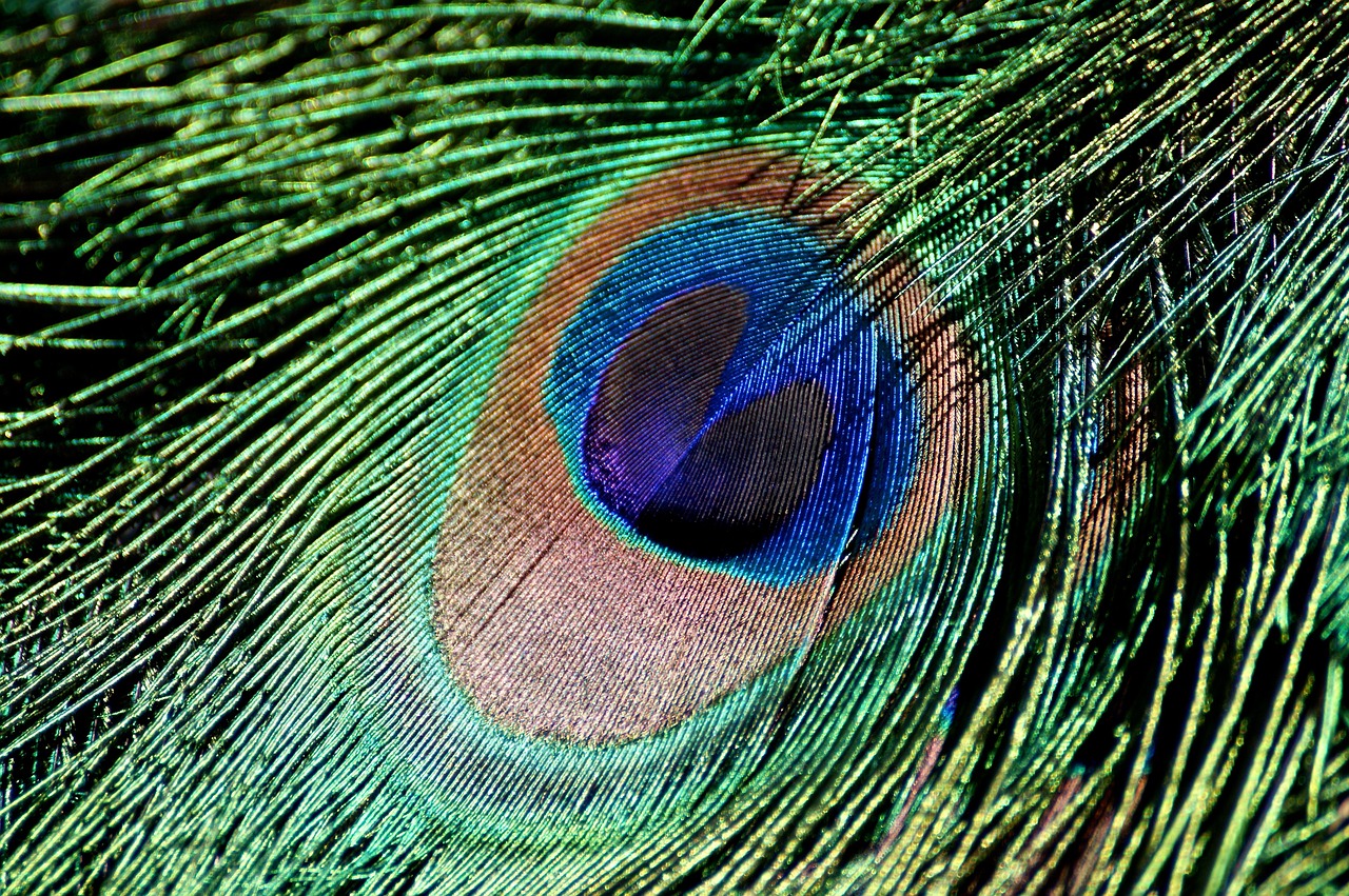 peacock feather iridescent bird free photo